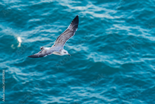 European Herring Gull, Larus argentatus in flight