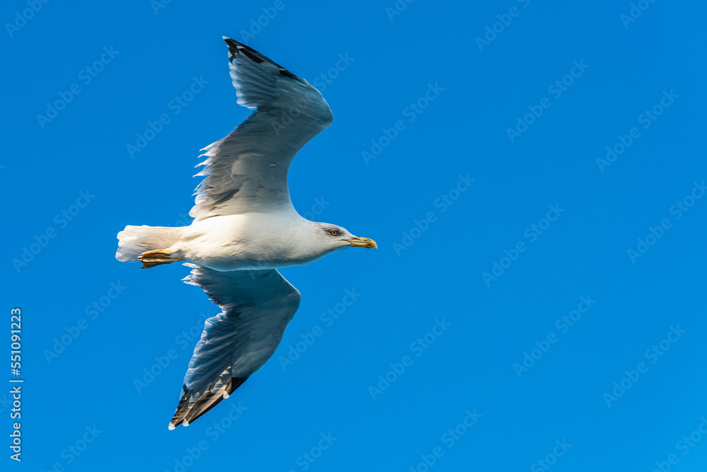 Obraz premium European Herring Gull, Larus argentatus in flight