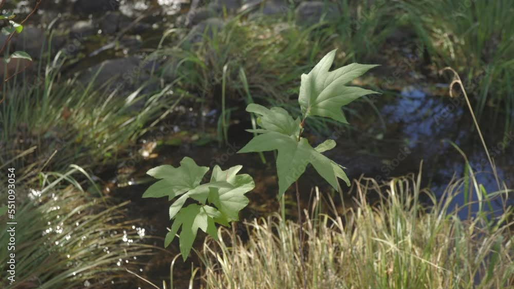 Sycamore Leaves by Creek in Arizona Sycamore Leaves by Creek in Arizona