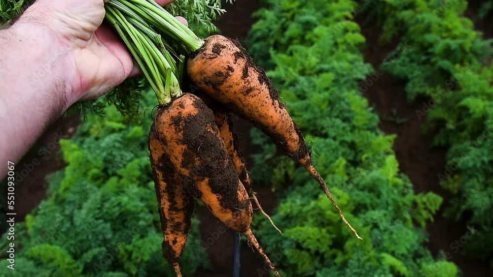 Carrots grow in the field Carrots grow in the field