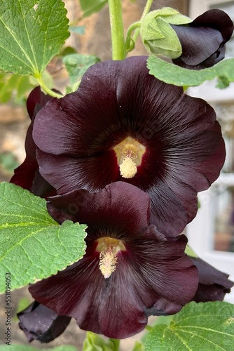Billede på lærred Beautiful black hollyhock the watchman blooming in Scotland