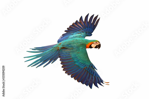Colorful flying parrot isolated on white.