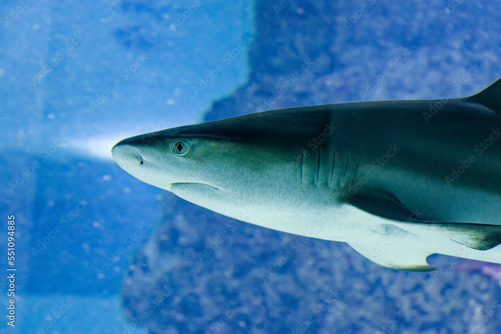 big sharks in a fish tank big sharks in a fish tank