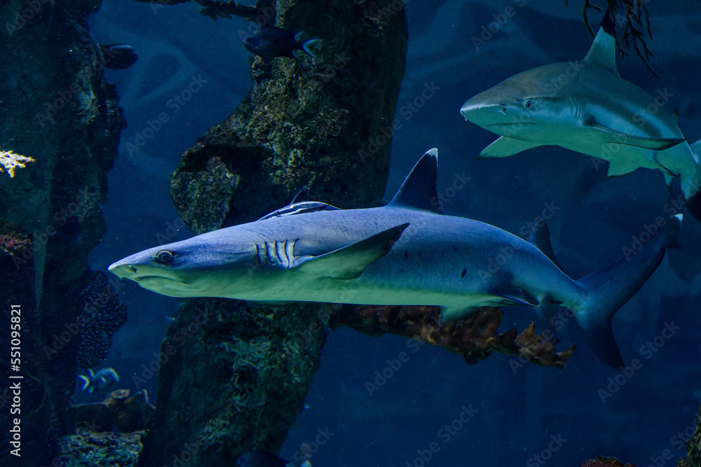 Obraz premium big sharks in a fish tank