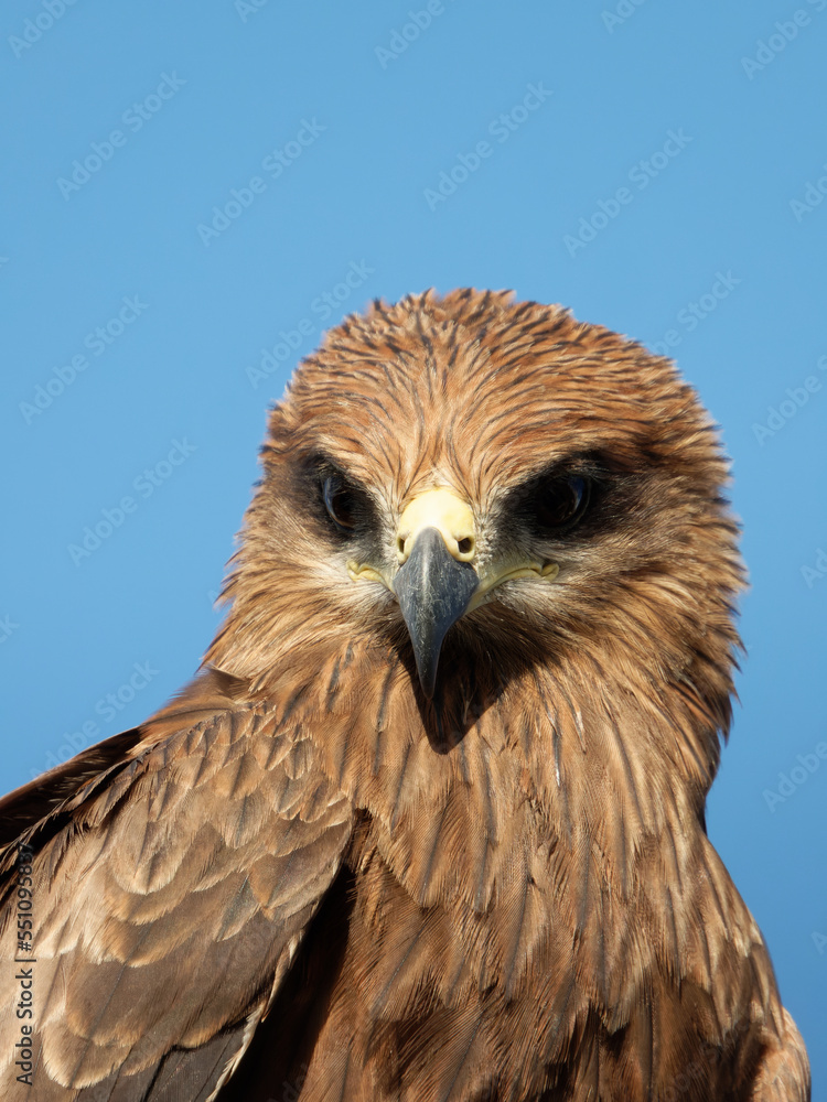 Obraz premium Black kite portrait close up shots Expressions