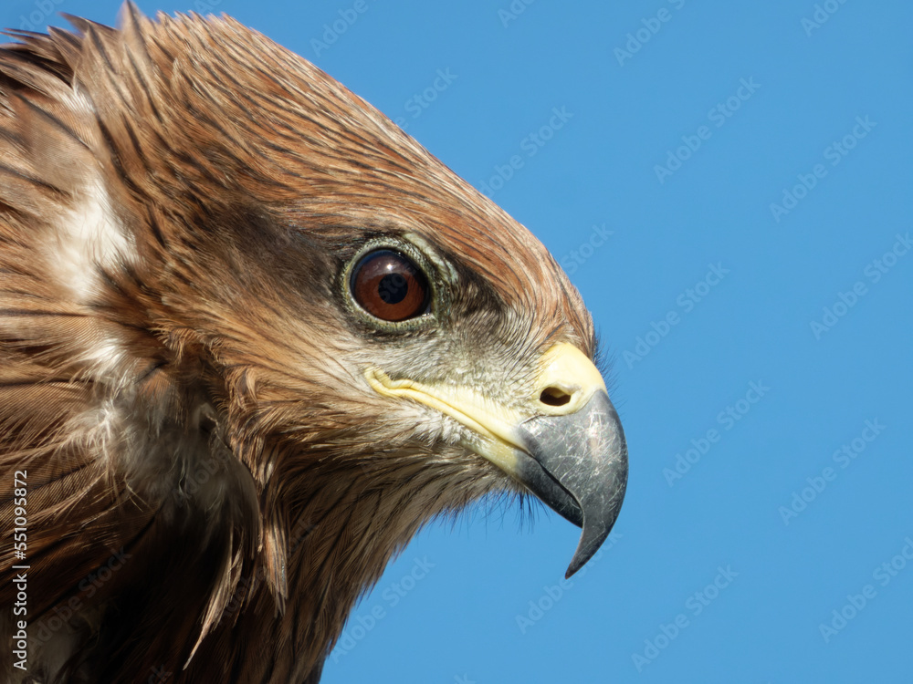 Naklejka premium Black kite portrait close up shots Expressions