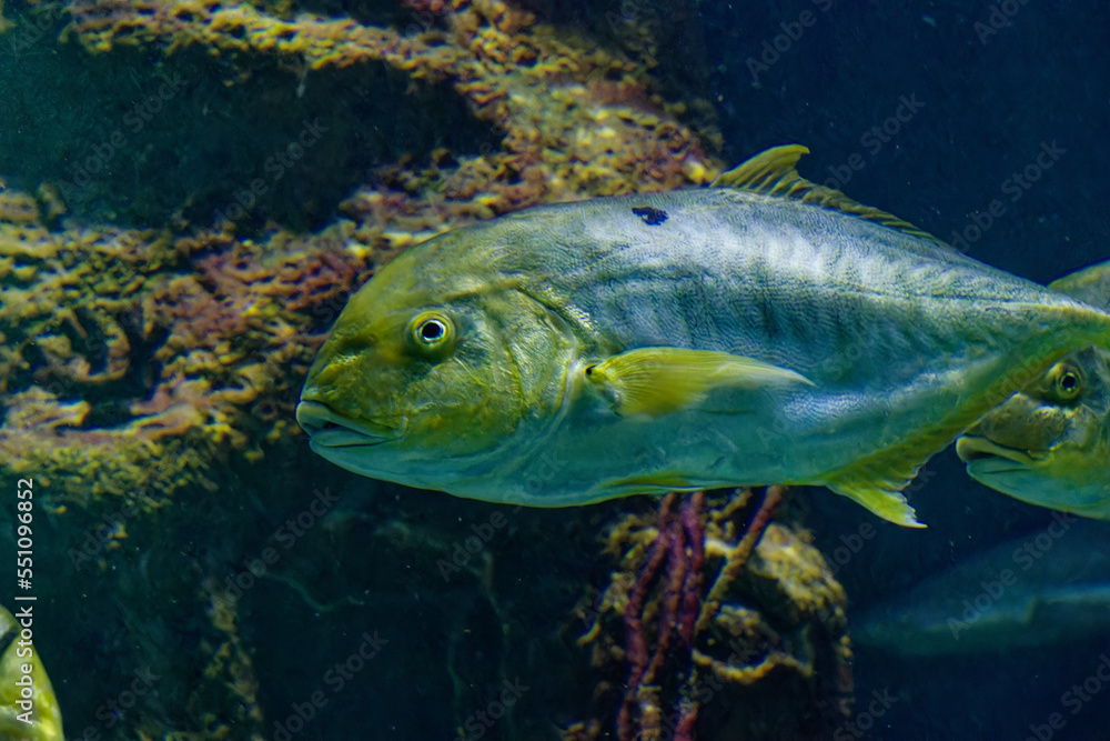 a big fish in the ocean a big fish in the ocean