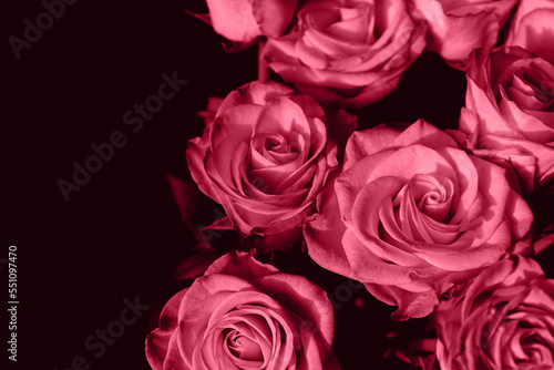 Bouquet of beautiful  roses close up on dark background. Abstract backdrop for seasonal cards  posters  blogs and web design. Romantic and love concept. Color of the year 2023 inspired