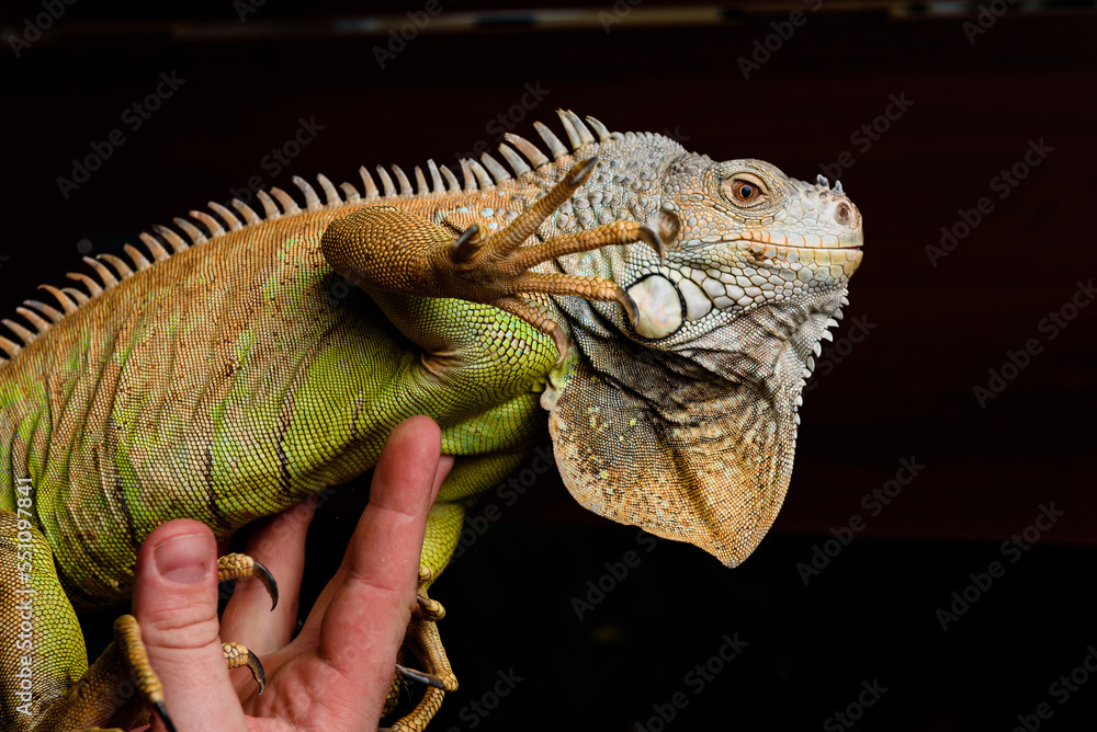 Fototapeta premium iguana on a branch