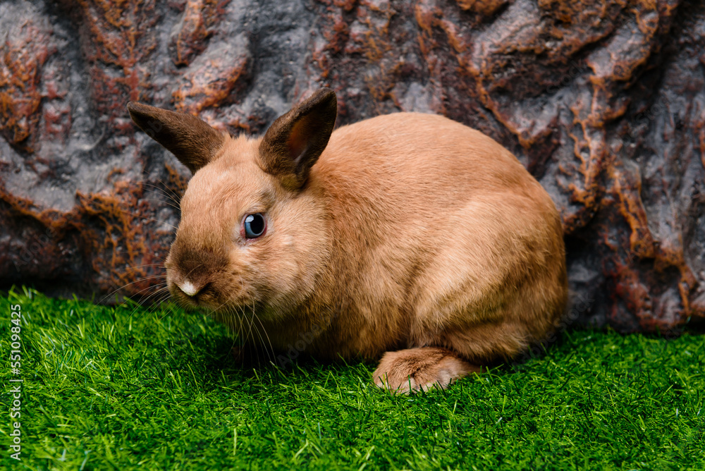 Fototapeta premium rabbit in grass