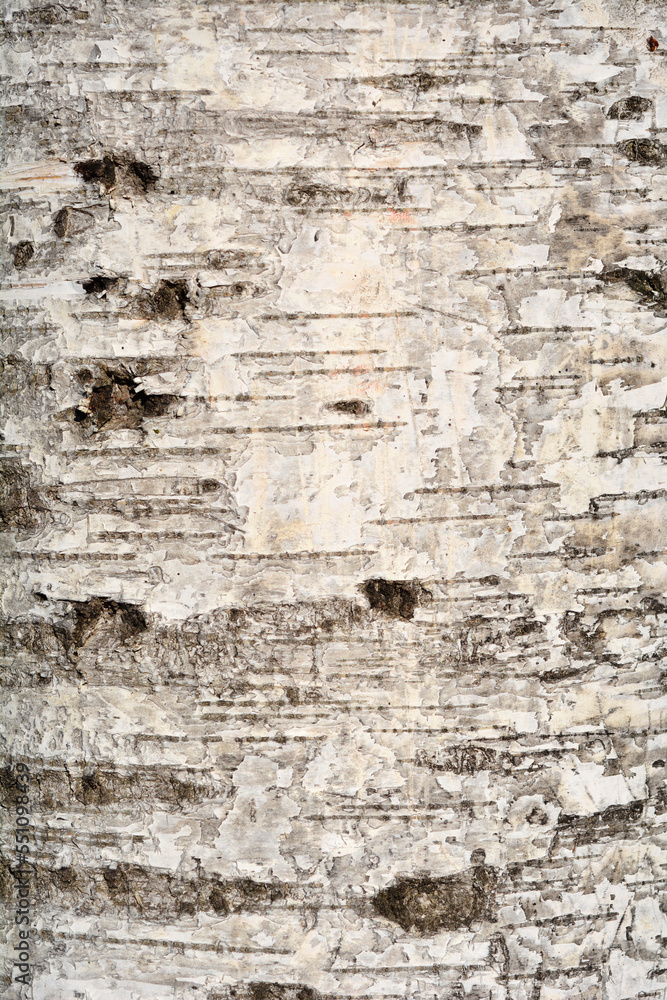 Pubescent birch tree bark detail