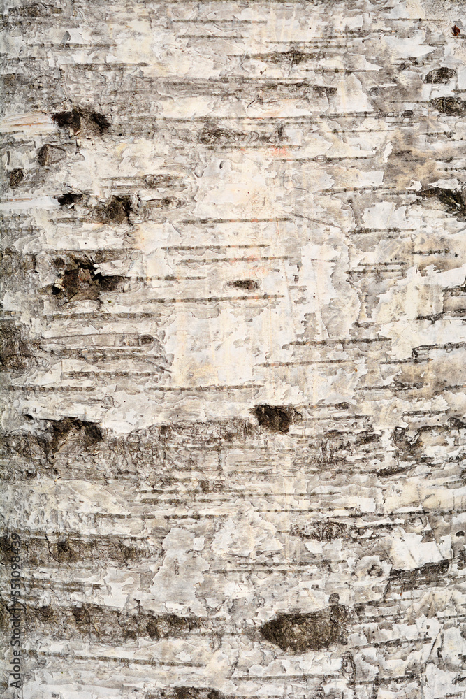 Pubescent birch tree bark detail Pubescent birch tree bark detail