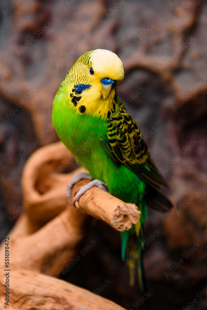 blue and yellow macaw