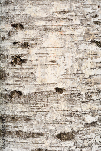 Pubescent birch tree bark detail