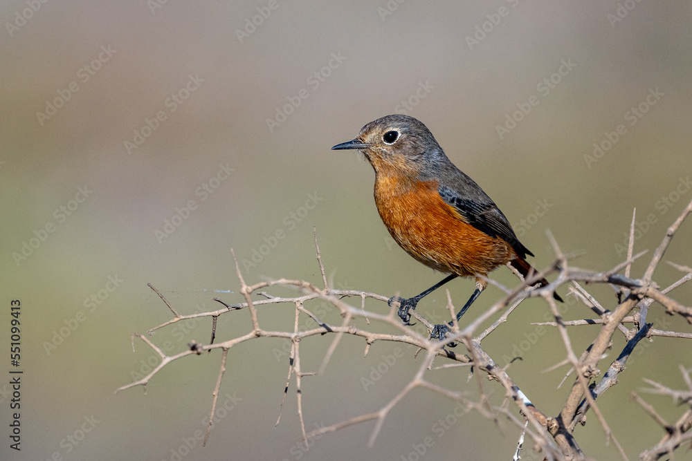 Moussier's redstart female, Phoenicurus moussieri, Morocco. Moussier's redstart female, Phoenicurus moussieri, Morocco.
