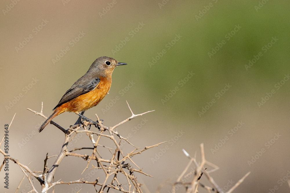 Moussier's redstart female, Phoenicurus moussieri, Morocco. Moussier's redstart female, Phoenicurus moussieri, Morocco.
