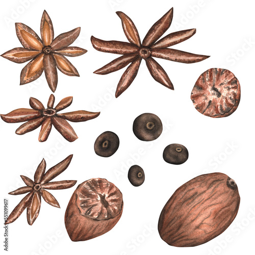 Hand-drawn nutmeg, anise and fragrant pepper