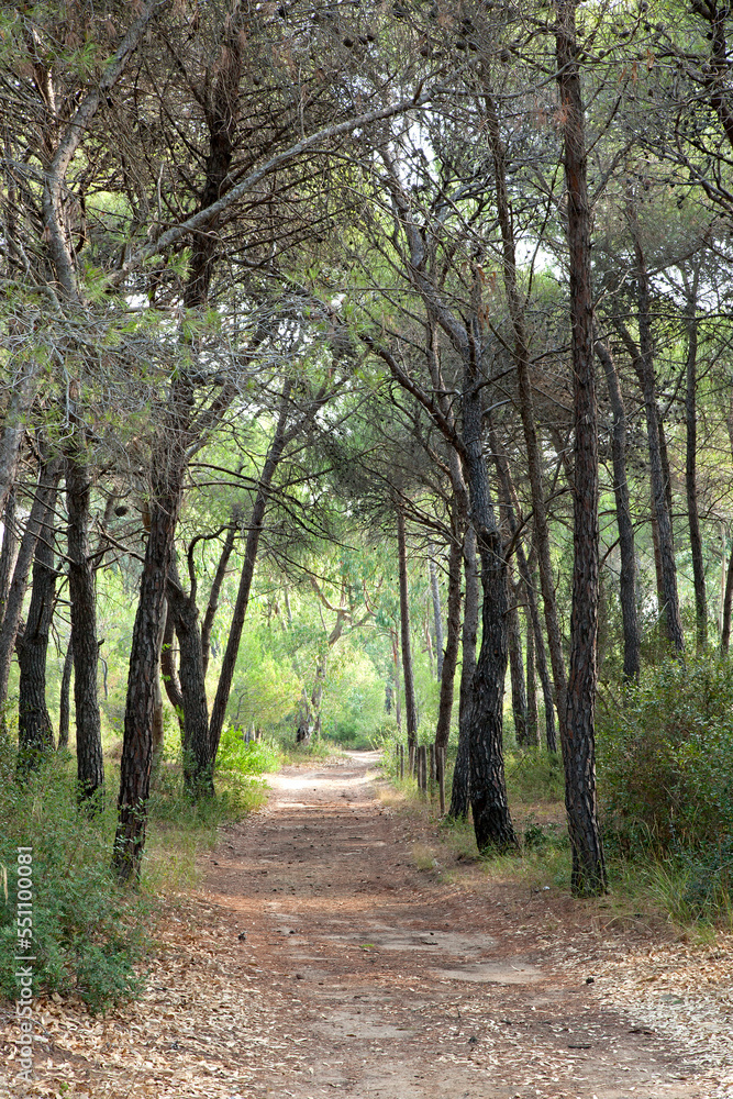 Pineta Pineta