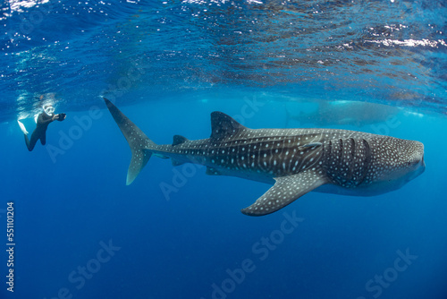 Whale shark and woman diver near Isla Mujeres, Mexico photo