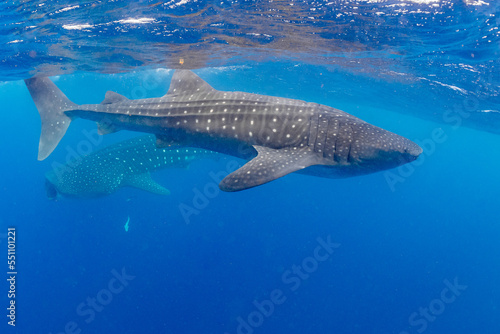 Whale shark and woman diver near Isla Mujeres, Mexico © Subphoto