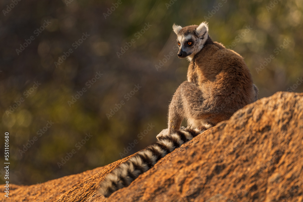 Obraz premium Ring-tailed Lemur - Lemur catta, beautiful lemur from Southern Madagascar forests, Anja reserve, Madagascar.