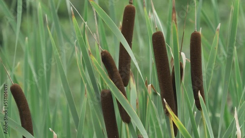 Bulrush cattail plants (Typha) detail photo