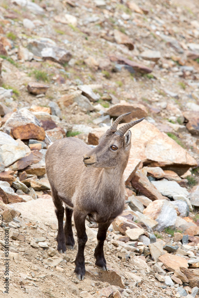 View of a Alpine ibex