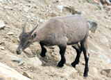 View of a Alpine ibex