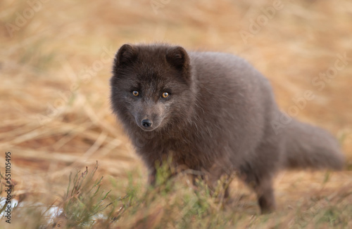 Close-up of a blue morph Arctic fox standing on grass