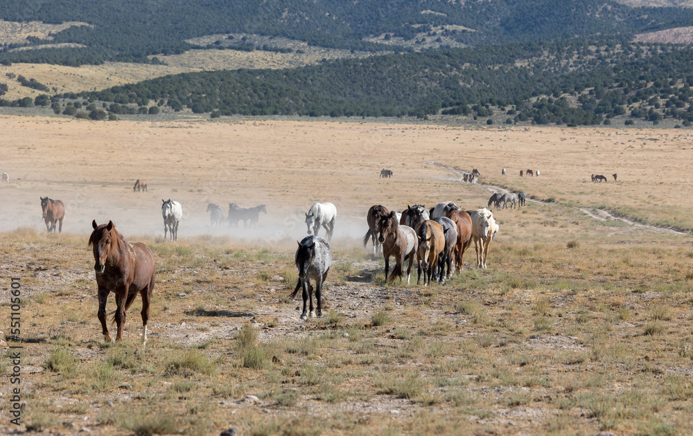 Obraz premium Wild Horses in Summer in the Utah Desert