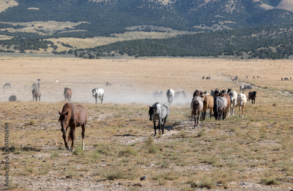 Wild Horses in Summer in the Utah Desert Wild Horses in Summer in the Utah Desert