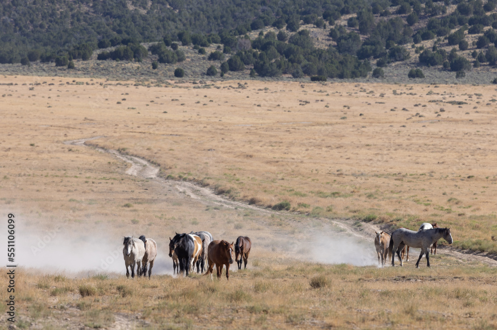 Obraz premium Wild Horses in Summer in the Utah Desert