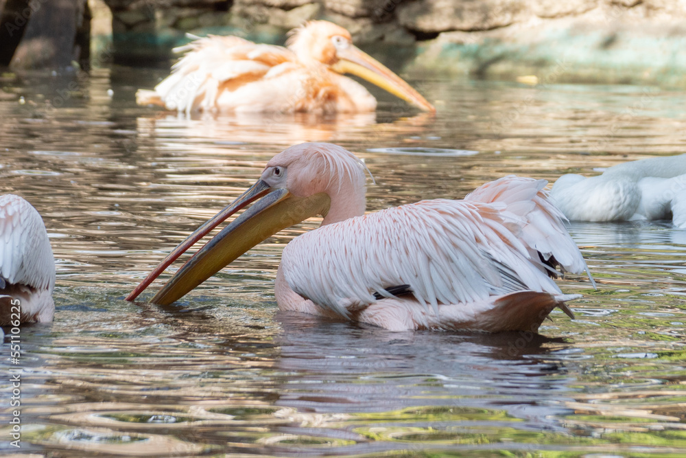 Great white pelican, Pelecanus onocrotalus, eastern white pelican, rosy pelican or white pelican. Large water birds with long beaks and a large throat pouch with beautiful pink feathers. Great white pelican, Pelecanus onocrotalus, eastern white pelican, rosy pelican or white pelican. Large water birds with long beaks and a large throat pouch with beautiful pink feathers.