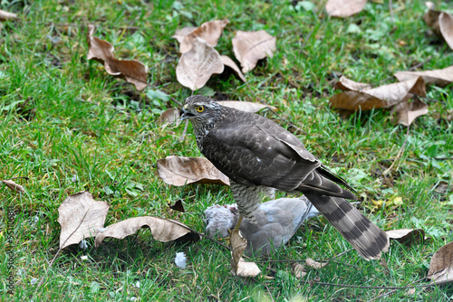 Habicht mit Beute