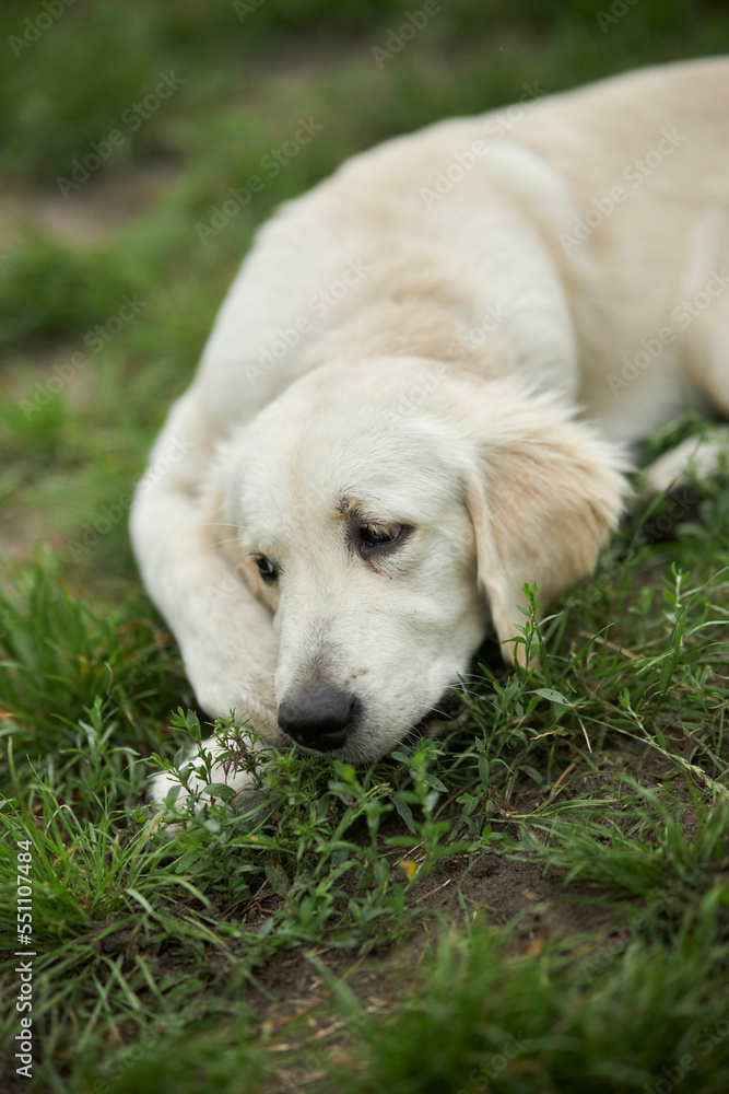 Adorable golden retriever on green grass, outdoors. golden retriever puppy playing on the grass in the park. Playful golden retriever in the park. Joyful dog in the park. dog sitting on the grass. Adorable golden retriever on green grass, outdoors. golden retriever puppy playing on the grass in the park. Playful golden retriever in the park. Joyful dog in the park. dog sitting on the grass.