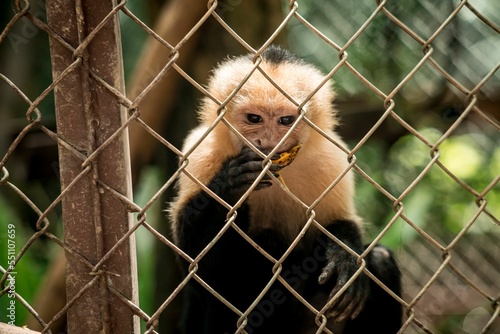 Closeup of the Panamanian white-faced capuchin, Cebus imitator looking through the metal fence. photo