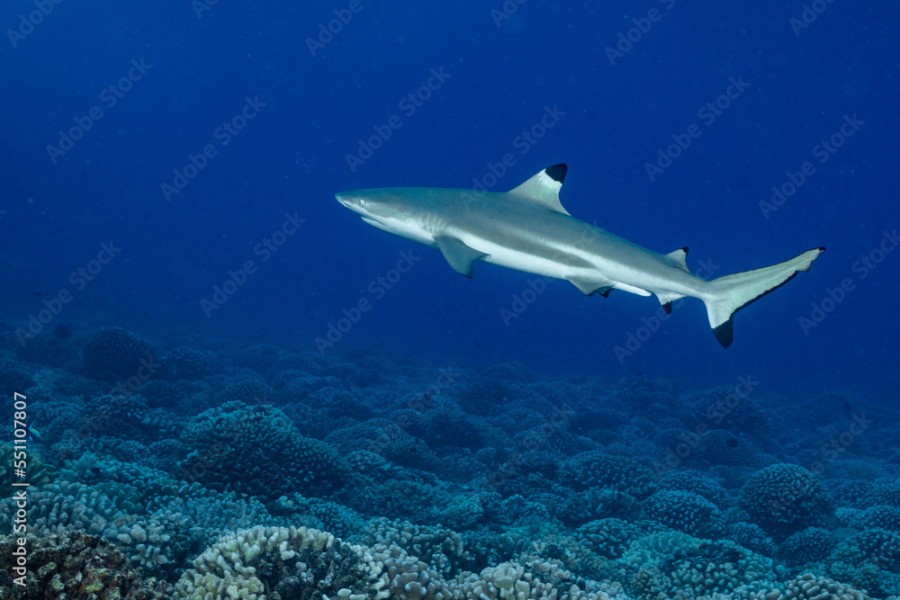 Fototapeta premium blacktip shark hunting on a polynesian coral reef