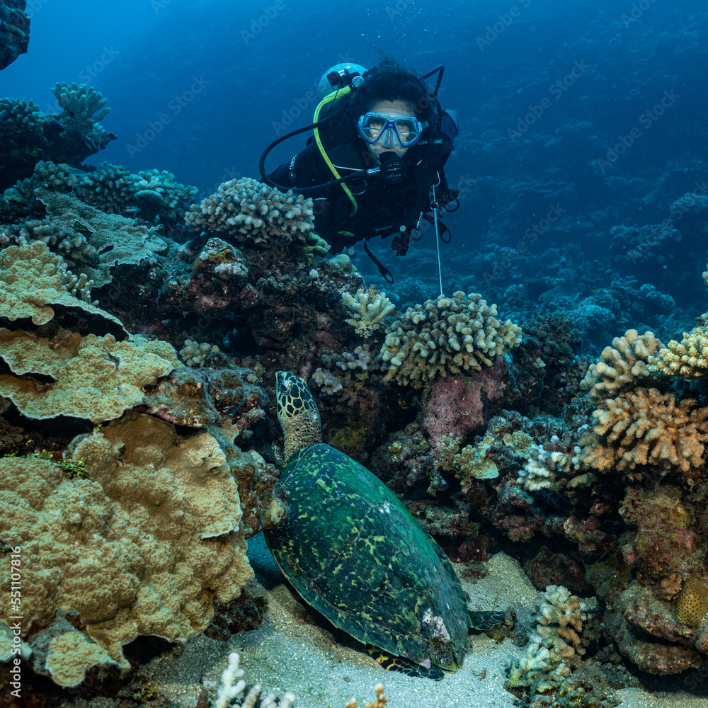 Fototapeta premium woman admiring hawksbill turtle on a polynesian coral reef