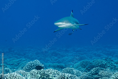 blacktip shark hunting on a polynesian coral reef © Subphoto