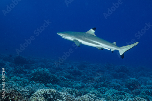 blacktip shark hunting on a polynesian coral reef photo