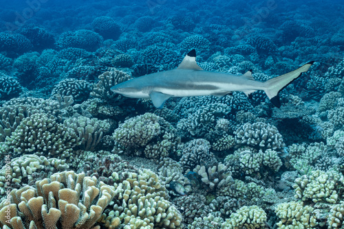 Fototapeta Naklejka Na Ścianę i Meble -  blacktip shark hunting on a polynesian coral reef