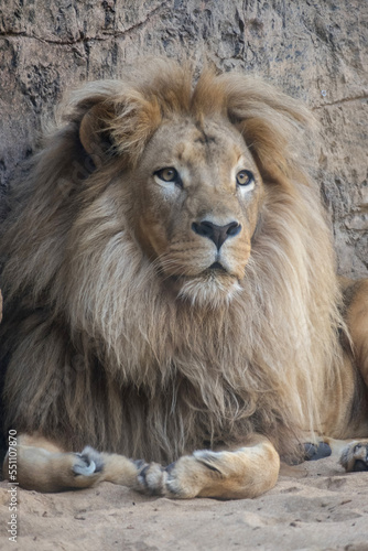 Le  n africano en una reserva natural