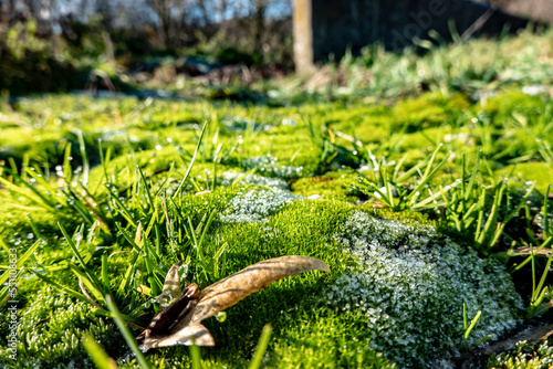 Gentle morning frost on moss and grass with drops of dew