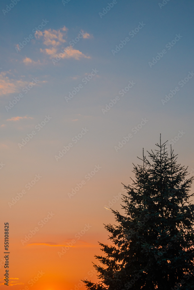 Cover page with a beautiful big spruce tree standing at beautiful sunset bloody red and orange sky background with copy space