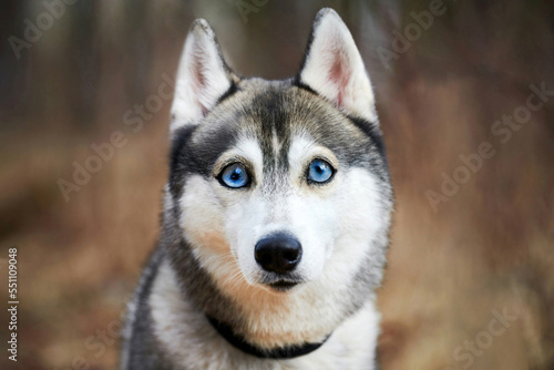 Siberian Husky dog with huge eyes, funny surprised Husky dog with confused big eyes, cute excited doggy emotions. Crazy shocked look of gray white siberian husky dog, thoughtful and pitiful photo