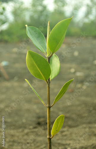 Mangrove seeds ready for planting