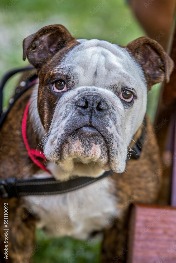 Closeup of english bulldog face with sad expression