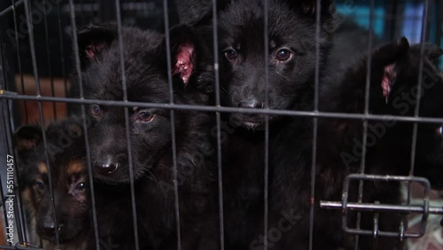Cute and funny german shepherd puppies are sitting inside a cage indoors. Breeding dogs.