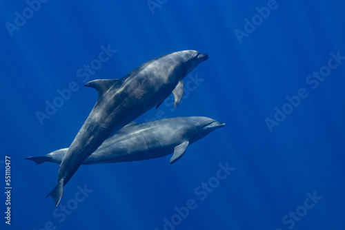 Dolphins in the Pacific Ocean near Baja California Sur © Subphoto