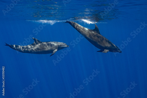 Dolphins in the Pacific Ocean near Baja California Sur